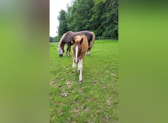 Zuidduits Koudbloed, Merrie, veulen (03/2024), Donkere-vos