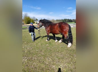 Zuidduits Koudbloed, Ruin, 11 Jaar, 166 cm, Donkerbruin