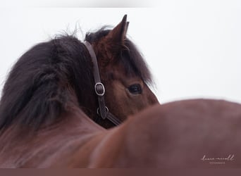 Zuidduits Koudbloed Mix, Ruin, 16 Jaar, 150 cm, Bruin