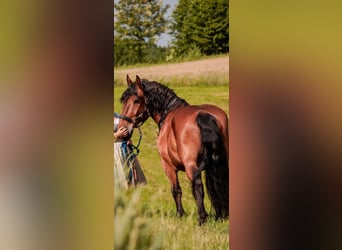 Zuidduits Koudbloed, Ruin, 17 Jaar, 160 cm, Bruin