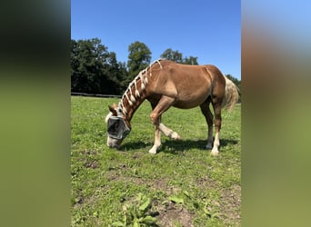Zuidduits Koudbloed, Ruin, 2 Jaar, 150 cm, Donkere-vos