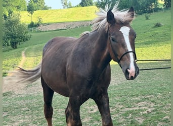 Zuidduits Koudbloed, Ruin, 2 Jaar, 166 cm, Bruin