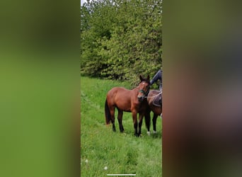 Zuidduits Koudbloed, Ruin, 2 Jaar, 170 cm, Bruin