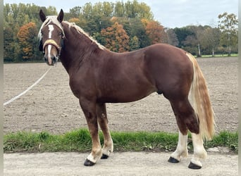 Zuidduits Koudbloed, Ruin, 3 Jaar, 164 cm, Donkere-vos