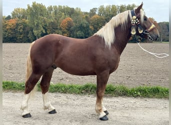 Zuidduits Koudbloed, Ruin, 3 Jaar, 164 cm, Donkere-vos