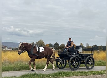 Zuidduits Koudbloed, Ruin, 3 Jaar, 164 cm, Donkere-vos
