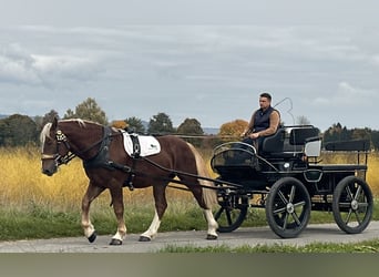 Zuidduits Koudbloed, Ruin, 3 Jaar, 164 cm, Donkere-vos