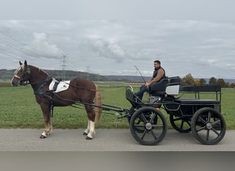 Zuidduits Koudbloed, Ruin, 3 Jaar, 164 cm, Donkere-vos