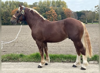 Zuidduits Koudbloed, Ruin, 3 Jaar, 164 cm, Donkere-vos