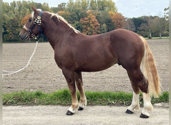 Zuidduits Koudbloed, Ruin, 3 Jaar, 164 cm, Donkere-vos