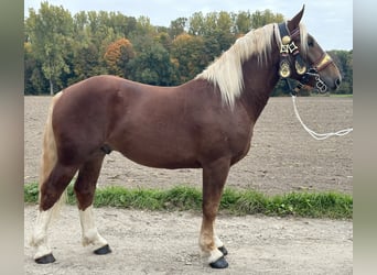 Zuidduits Koudbloed, Ruin, 3 Jaar, 164 cm, Donkere-vos