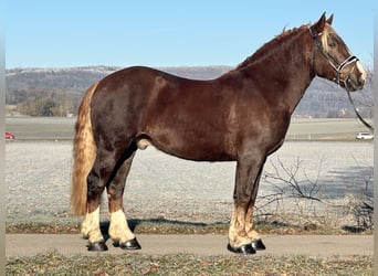 Zuidduits Koudbloed, Ruin, 4 Jaar, 160 cm, Donkere-vos