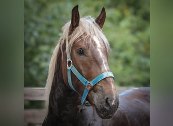 Zuidduits Koudbloed, Ruin, 4 Jaar, 170 cm, Donkere-vos