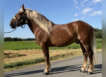 Zuidduits Koudbloed, Ruin, 5 Jaar, 172 cm, Donkere-vos