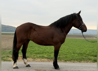 Zuidduits Koudbloed, Ruin, 6 Jaar, 164 cm, Bruin