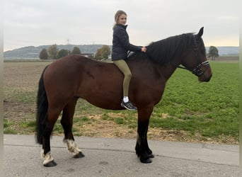 Zuidduits Koudbloed, Ruin, 6 Jaar, 164 cm, Bruin