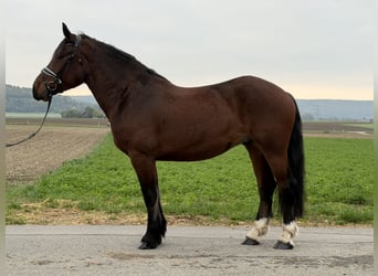 Zuidduits Koudbloed, Ruin, 6 Jaar, 164 cm, Bruin