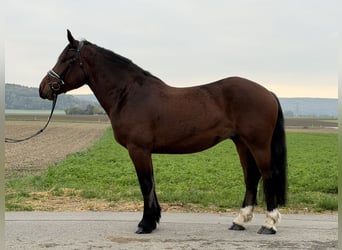 Zuidduits Koudbloed, Ruin, 6 Jaar, 164 cm, Bruin