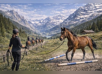 Zusammenarbeit gesucht – Ausbildung & Nutzung im Sommer (kein Verkauf)