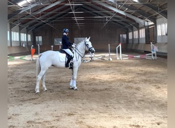 Zuverlässige & erfahrene Nachwuchsreiterin (13 J.) sucht Springpferd / Allrounder für Sa./So.