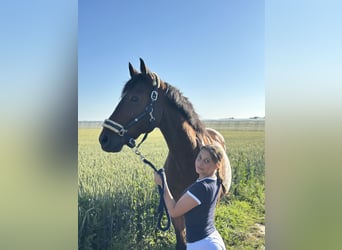 Zuverlässige Reitbeteiligung gesucht
