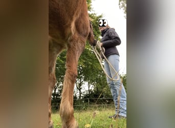 Zuverlässige Reiterin auf der Suche nach einem Pferd/Pony  zum gemeinsamen Wachsen