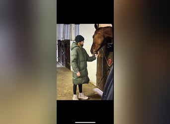 Zuverlässige Reiterin sucht Pferd