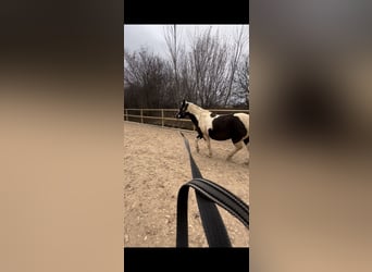 Zuverlässige Reiterin sucht Pferd