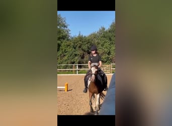 Zuverlässige Reiterin sucht Pferd