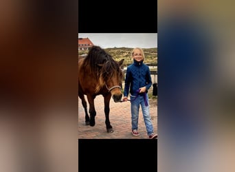 Zuverlässige Reiterin sucht Pferd