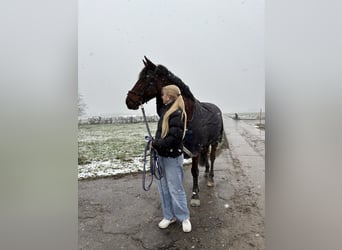 Zuverlässige Reiterin sucht Reitbeteiligung (1–2x pro Woche)