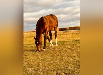 Zwaar warmbloed, Hengst, 1 Jaar, 160 cm, Bruin