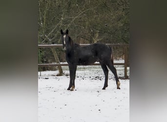 Zwaar warmbloed Mix, Hengst, 1 Jaar, 170 cm, Zwart