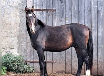 Zwaar warmbloed, Hengst, 2 Jaar, 165 cm, Bruin