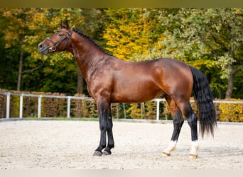 Zwaar warmbloed, Hengst, 2 Jaar, Bruin