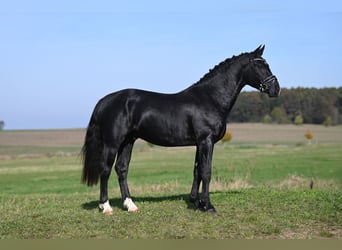 Zwaar warmbloed, Hengst, 2 Jaar, Zwartbruin