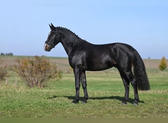 Zwaar warmbloed, Hengst, 2 Jaar, Zwartbruin