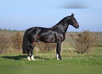 Zwaar warmbloed, Hengst, 2 Jaar, Zwartbruin