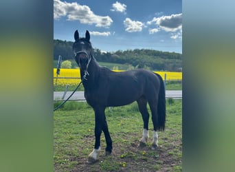 Zwaar warmbloed, Hengst, 3 Jaar, 162 cm, Donkerbruin