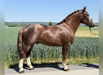 Zwaar warmbloed, Hengst, 3 Jaar, 164 cm, Donkere-vos