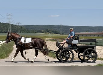 Zwaar warmbloed, Hengst, 3 Jaar, 164 cm, Donkere-vos