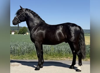 Zwaar warmbloed, Hengst, 4 Jaar, 167 cm, Zwart