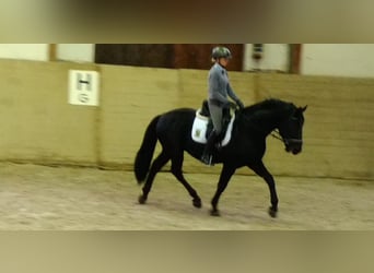 Zwaar warmbloed, Hengst, 6 Jaar, 164 cm, Zwart