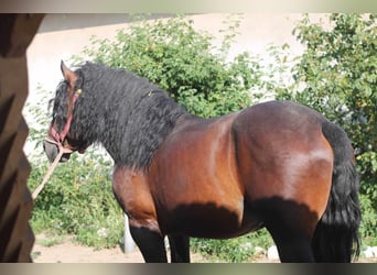 Zwaar warmbloed, Hengst, 6 Jaar, 173 cm, Roodbruin