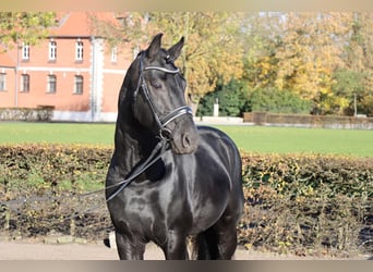 Zwaar warmbloed, Hengst, 8 Jaar, 166 cm, Zwart