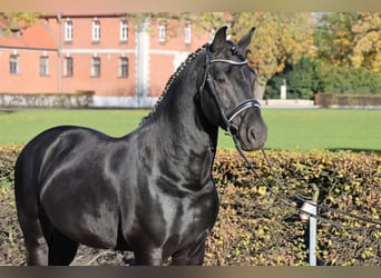 Zwaar warmbloed, Hengst, 8 Jaar, 166 cm, Zwart