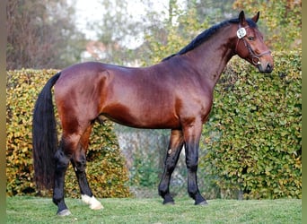 Zwaar warmbloed, Hengst, 10 Jaar, 165 cm, Bruin