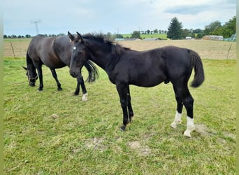 Zwaar warmbloed, Hengst, Veulen (04/2025), 170 cm, Zwart