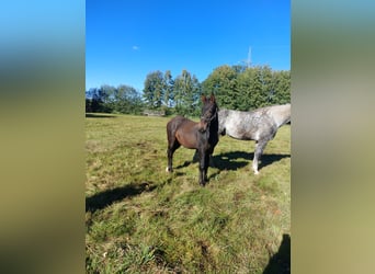 Zwaar warmbloed, Hengst, veulen (03/2023), Donkerbruin