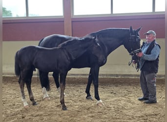 Zwaar warmbloed, Hengst, Veulen (03/2026), Zwart